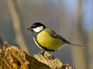 300px-Parus_major_m.jpg