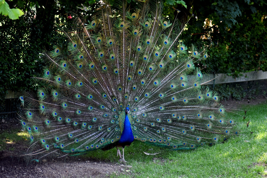 Bildergebnis für Pfau