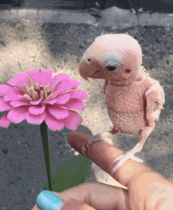 giphy.gif
