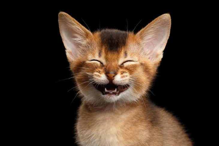 Lustige Katzenbilder: So drollig können nur Katzen sein ...