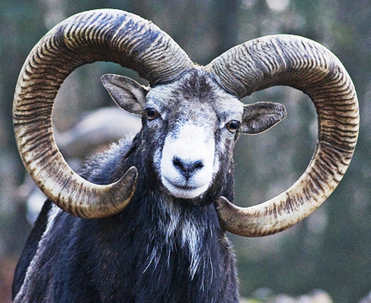 Bildergebnis für mufflon