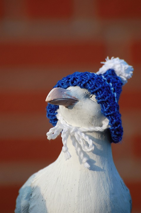 seagull-1912022_960_720.jpg