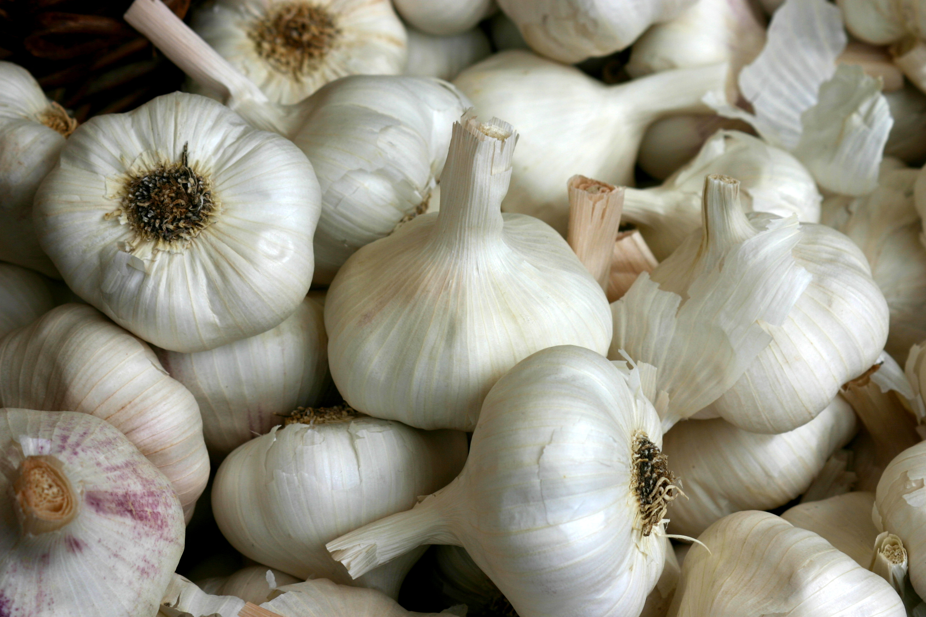 Knoblauch_2995.jpg