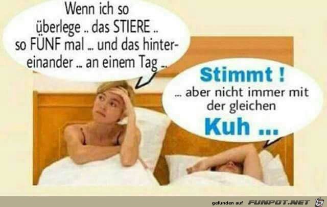 Stiere_sind_toll.jpg