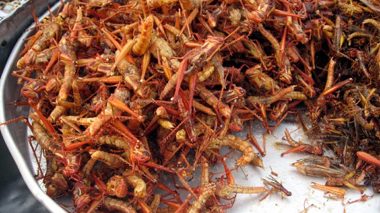 Fried_grasshoppers_in_BKK.jpg
