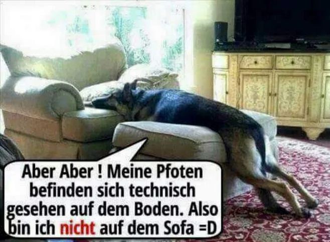 2f1e6ecfbd53e3822a3383817e79c8c3--funny-animals-dog.jpg