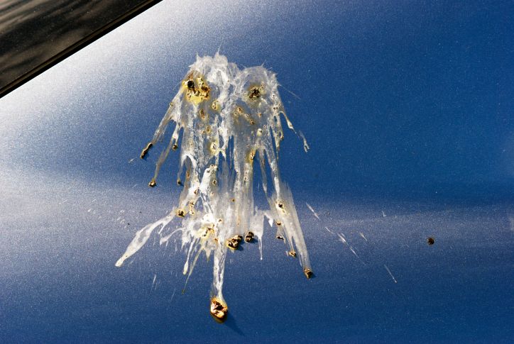 bird-poop.jpg