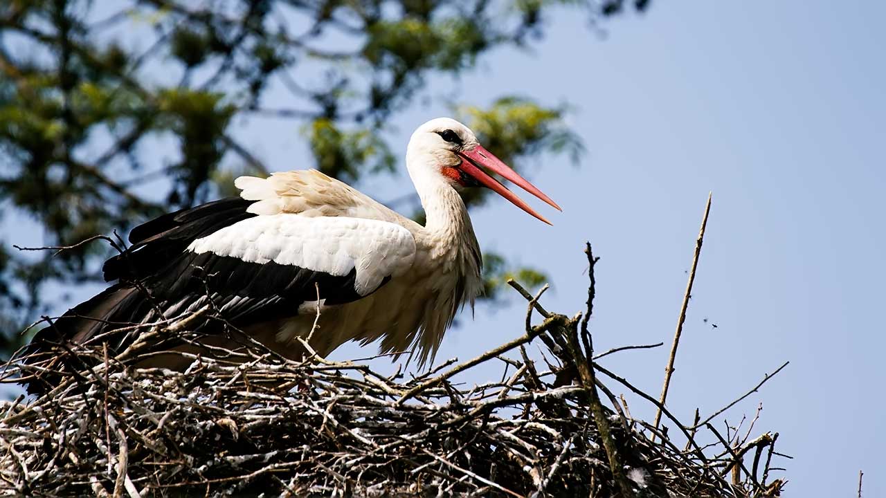 storch_1280.jpg