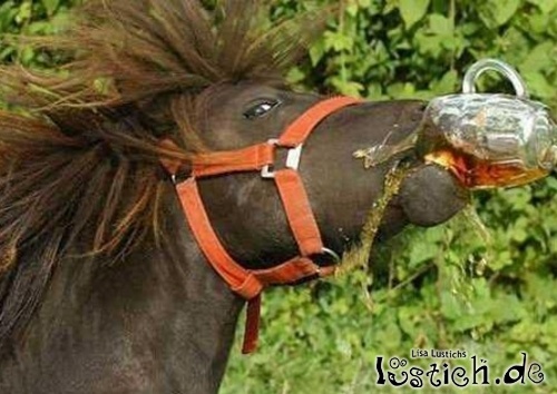 16177-pferd-trinkt-bier.jpg
