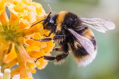 hummel_m.jpg