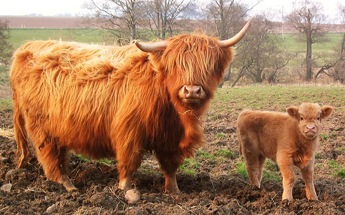 highland-cow-and-calf.jpg
