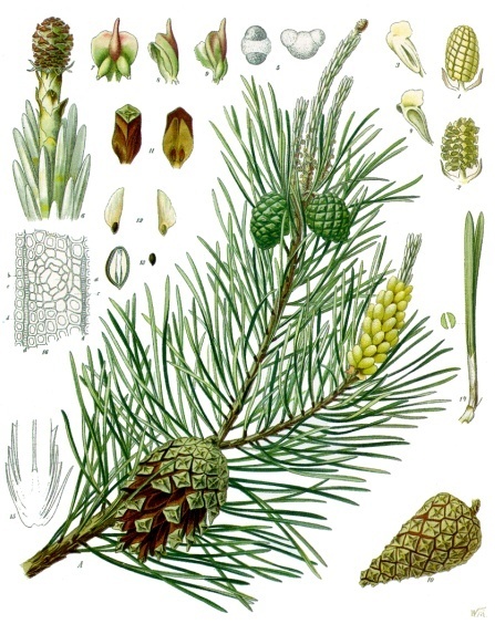 Pinus_sylvestris_-_K%C3%B6hler%E2%80%93s_Medizinal-Pflanzen-106.jpg