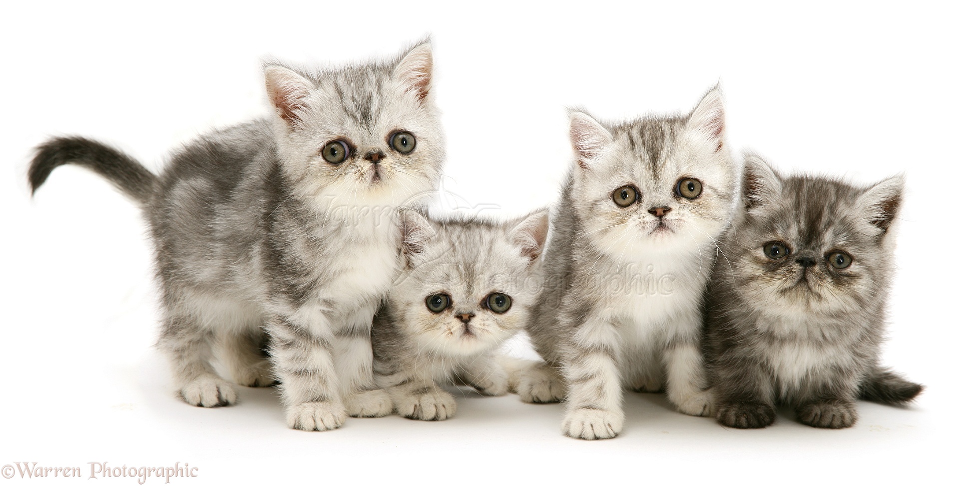 14571-Four-exotic-kittens-9-weeks-old-white-background.jpg